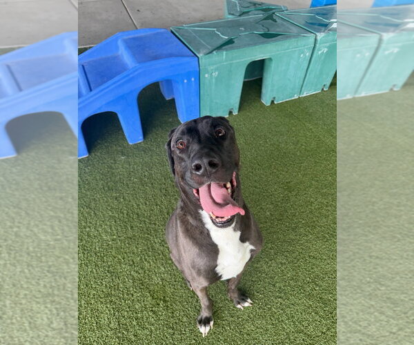 Medium Photo #3 Great Dane-Staffordshire Bull Terrier Mix Puppy For Sale in Salt Lake City, UT, USA