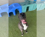 Small #2 Great Dane-Staffordshire Bull Terrier Mix