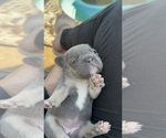 Small #2 French Bulldog