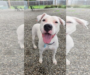 Mutt Dogs for adoption in Rockaway, NJ, USA