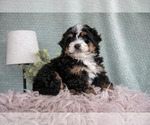 Small #1 Bernedoodle (Miniature)