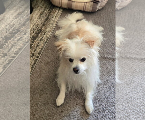 Medium Photo #3 Papitese Puppy For Sale in Aurora, CO, USA