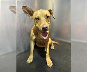 Labrador Retriever-Unknown Mix Dogs for adoption in San Antonio, TX, USA