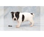 Small Photo #12 Boston Terrier Puppy For Sale in CLARE, MI, USA