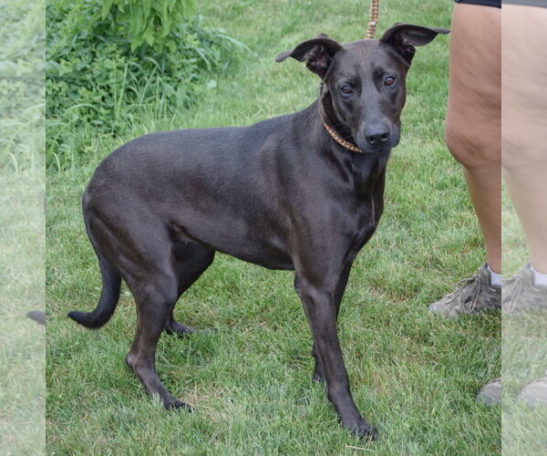 Medium Photo #2 Doberman Pinscher-Unknown Mix Puppy For Sale in Huntley, IL, USA