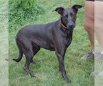 Small #1 Doberman Pinscher Mix