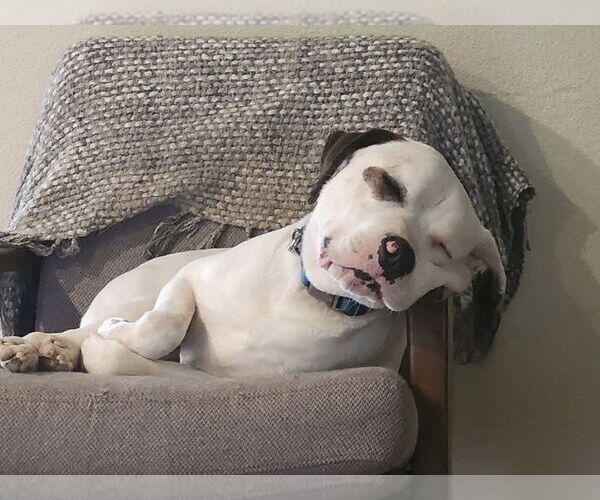 Medium Photo #6 Saint Bernard-Staffordshire Bull Terrier Mix Puppy For Sale in Fort Worth, TX, USA