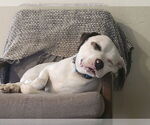 Small #5 Saint Bernard-Staffordshire Bull Terrier Mix
