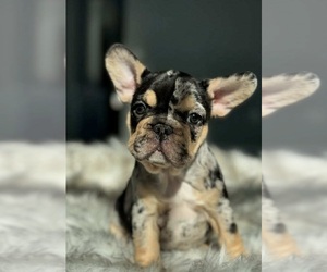French Bulldog Puppy for sale in FORT PLAIN, NY, USA