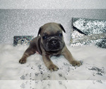 Small Photo #12 French Bulldog Puppy For Sale in HAYWARD, CA, USA