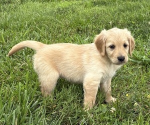 Golden Retriever Puppy for sale in CUB RUN, KY, USA