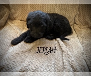 Labradoodle Puppy for sale in MELVERN, KS, USA