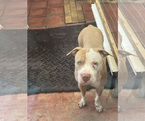 American Pit Bull Terrier-Chinese Shar-Pei Mix Dogs for adoption in Miami, FL, USA