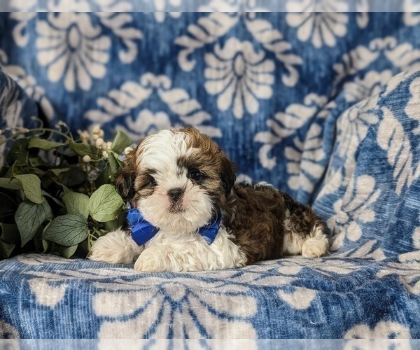 Medium Photo #2 Shih Tzu Puppy For Sale in KIRKWOOD, PA, USA