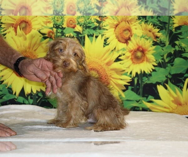 Medium Photo #9 Yorkiepoo mix (+ Poodle Toy) Puppy For Sale in DYERSBURG, TN, USA