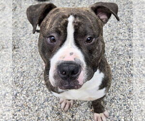 Mutt Dogs for adoption in Jefferson, WI, USA