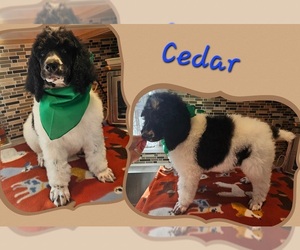 Medium Poodle (Standard)