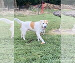 Small #4 Spaniel Mix