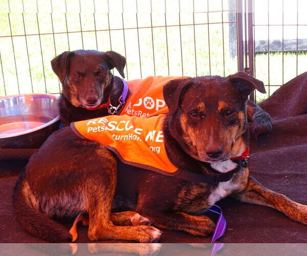 Medium Photo #8 Labrador Retriever-Unknown Mix Puppy For Sale in Cottonwood, AZ, USA