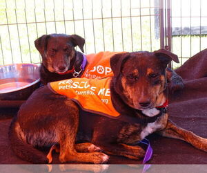 Star - Female Labrador Retriever-Unknown Mix Dog for Adoption - Photo #8