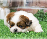Small #1 Shih Tzu