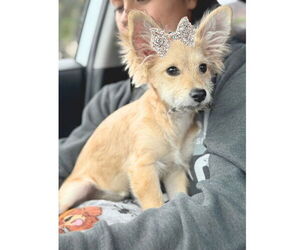 Paperanian Dogs for adoption in San Diego, CA, USA