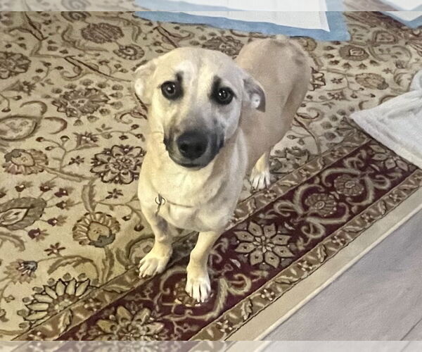 Medium Photo #2 Dachshund Puppy For Sale in San Bernardino , CA, USA