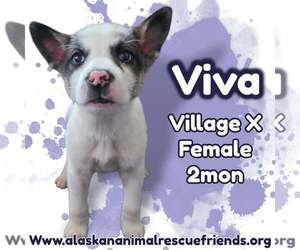 Siberian Husky-Unknown Mix Dogs for adoption in Anchorage, AK, USA
