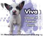 Viva - Female Siberian Husky-Unknown Mix Dog for Adoption - Small photo