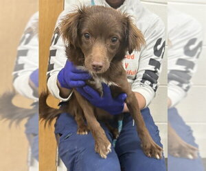 Irish Setter-Unknown Mix Dogs for adoption in Forestville, MD, USA