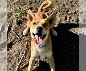 Carolina Dog-Unknown Mix Dogs for adoption in Aurora, CO, USA