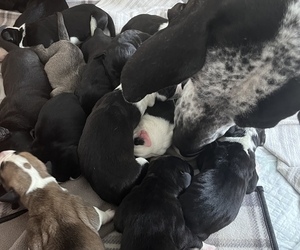 Great Dane Puppy for sale in PLAINFIELD, NJ, USA