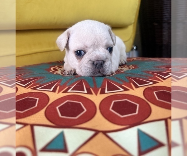 Medium Photo #6 French Bulldog Puppy For Sale in COLUMBUS, OH, USA