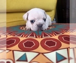 Small #5 French Bulldog