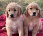 Puppy 1 Golden Retriever