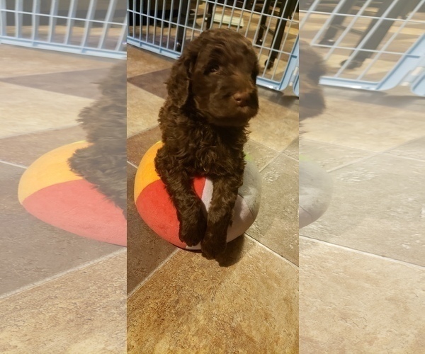 Medium Photo #9 Labradoodle Puppy For Sale in OTTAWA, OH, USA