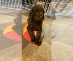 Small Photo #9 Labradoodle Puppy For Sale in OTTAWA, OH, USA