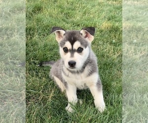 German Shepherd Dog-Siberian Husky Mix Puppy for sale in PORT ROYAL, PA, USA