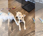 Small #9 Siberian Husky Mix