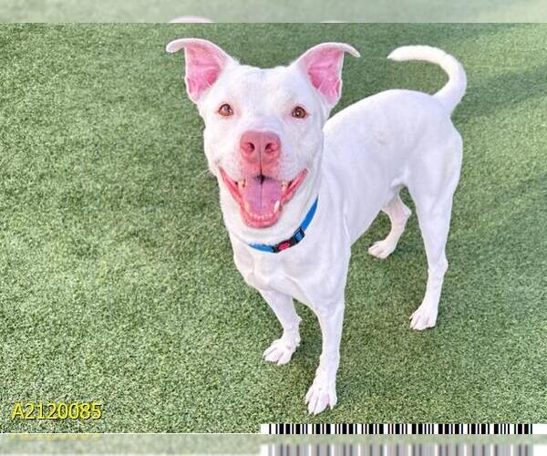 Medium Photo #1 American Pit Bull Terrier-Unknown Mix Puppy For Sale in West Palm Beach, FL, USA