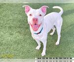 Small American Pit Bull Terrier Mix