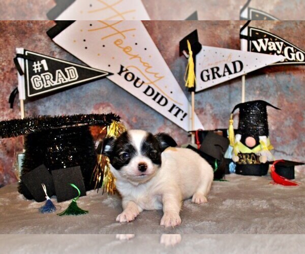 Medium Photo #1 Chihuahua Puppy For Sale in CHARLESTON, AR, USA