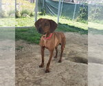Small #11 Mutt