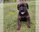 Small #5 Doberman Pinscher-Mastiff Mix