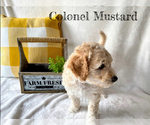 Small Photo #5 Goldendoodle-Woodle Mix Puppy For Sale in EAST LAYTON, UT, USA