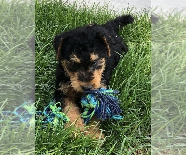 Medium Photo #2 Airedale Terrier Puppy For Sale in KIMBERLY, ID, USA