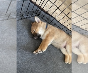 Shiba Inu Puppy for sale in ELIZABETH, CO, USA