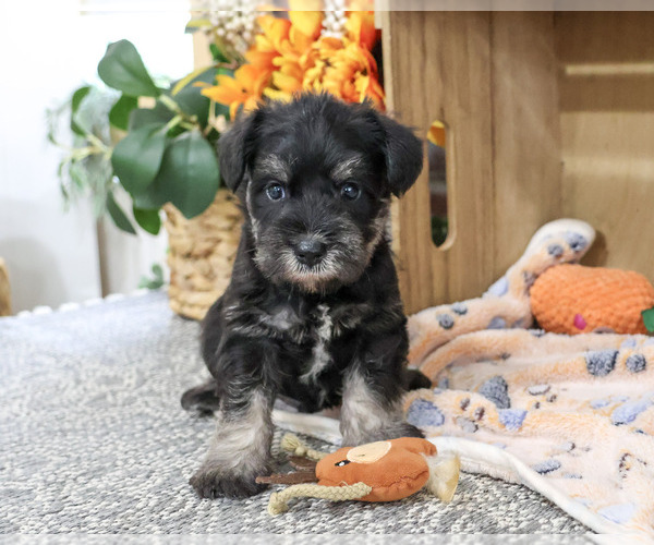 Medium Photo #1 Schnauzer (Miniature) Puppy For Sale in SYRACUSE, IN, USA
