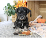 Small Schnauzer (Miniature)
