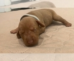 Small Photo #2 Vizsla Puppy For Sale in NEW YORK MILLS, MN, USA